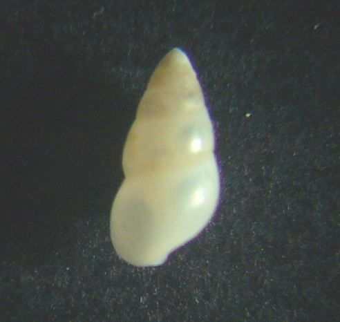 Hydrobia acuta